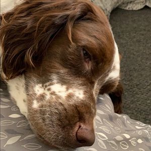 Meet your Posher, Gavin